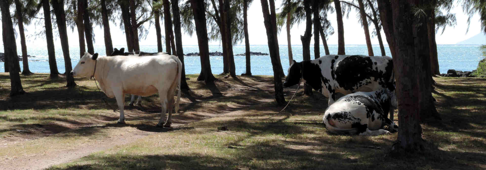 Koeien op het strand in Mauritius